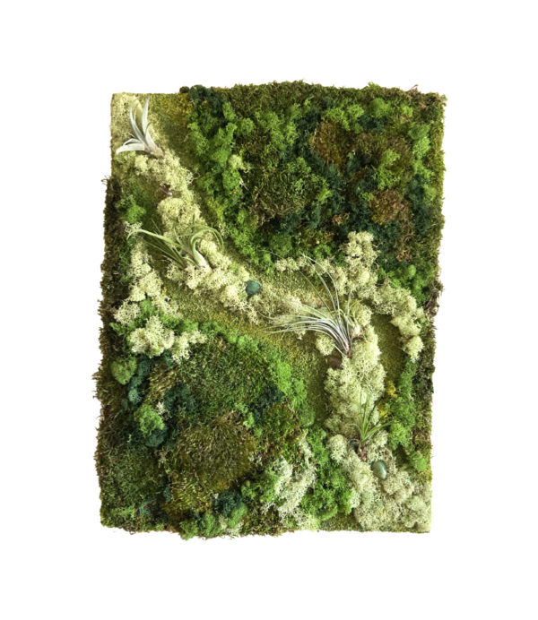 Moss Wall Art Earthy Hills Plant