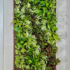 Living Walls Art