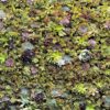 Succulent Living Wall