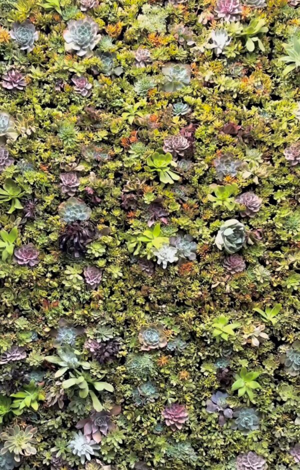 Succulent Living Wall