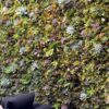 Succulent Living Wall